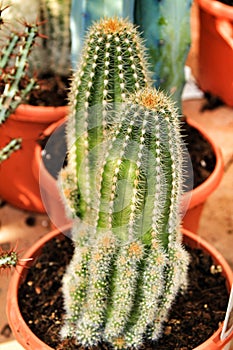 Trichocereus huascha cactus plant