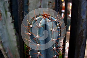 TRICHOCEREUS MACROGONUS, Echinopsis masgodopa