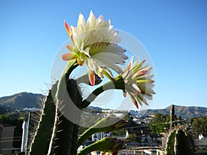 Trichocereus scopulicolus