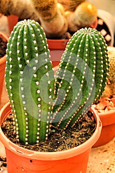Trichocereus Sp cactus plant