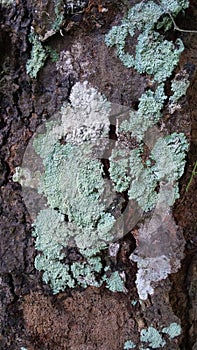 Trichoderma .sp