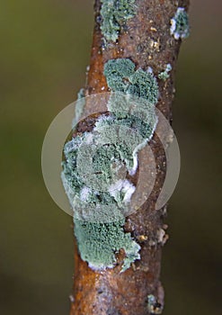 Trichoderma viride is a fungus and a biofungicide.