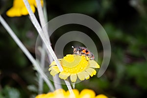 Trichodes alvearius on flower