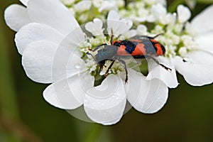 Trichodes apiarius