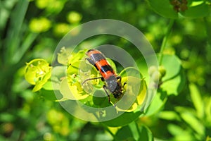 Trichodes apiarius beetle on spurge flowers, closeup