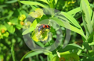 Trichodes apiarius beetle on spurge flowers, closeup