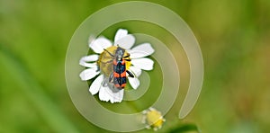 Trichodes apiarius, a polyphagous beetle belonging to the Cleridae family