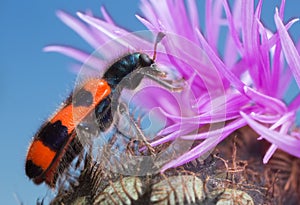 Trichodes apiarius feeding on thistle