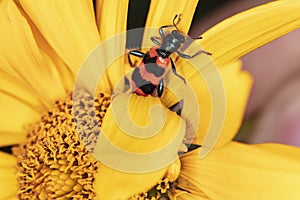 Trichodes apiarius a rare type of beetle pollinates flowers