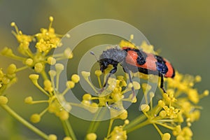 Trichodes beetle, Greece