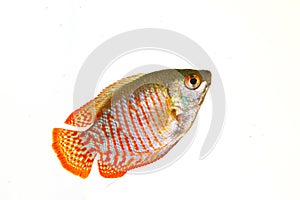 Trichogaster lalius, popular aquarium freshwater gourami fish male from South Asia, isolated on white background