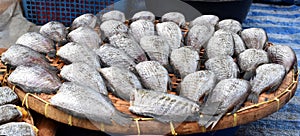 Trichogaster pectoralis dried fish on threshing basket
