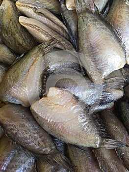 Trichogaster pectoralis fish drying