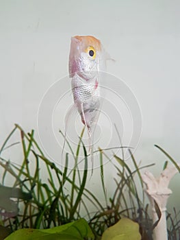 Trichogaster trichopterus fish in a aquarium Nature background