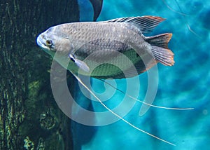 Trichogaster, tropical freshwater labyrinth fish