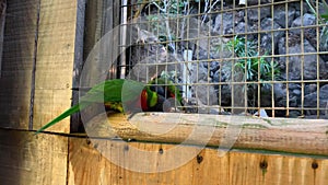 Trichoglossus Austrial Parrots eating seeds in Jungle Park