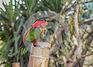 Trichoglossus ornatus, Pragt lori, Ornate lorikeet with blue crown, forehead and band from eye to ear coverts and red throat and