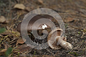 Tricholoma