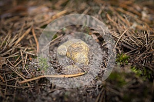 Tricholoma equestre growing in the sandy ground photo