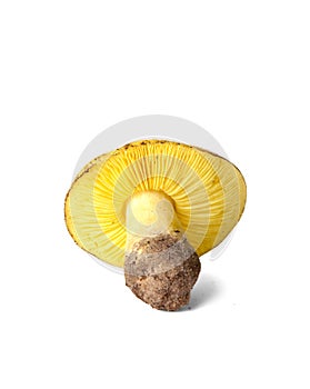 Tricholoma equestre mushroom isolated on white