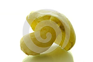 Tricholoma flavovirens