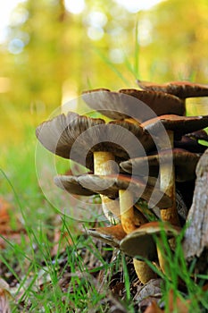 Tricholoma fulvum autumn mushroom growing on tree