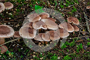 Tricholoma imbricatum, Matt knight mushroom in the autumn forest photo