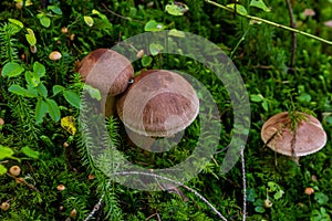 Tricholoma imbricatum, Matt knight mushroom in the autumn forest photo