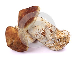 Tricholoma matsutake