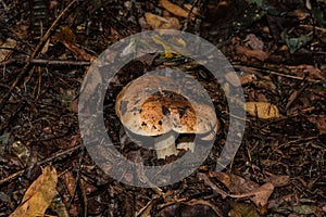 Tricholoma populinum mushrooms. Young mushrooms in the thick poplar forest. Mushrooms  closeup. Soft selective focus