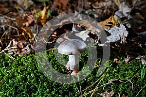 Tricholoma portentosum charbonnier or sooty head grey-capped edible mushroom of Tricholoma.