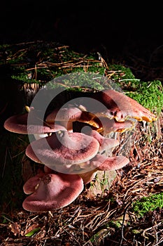 Tricholoma rutilans, known as Plums and Custard or Red-haired agaric,