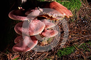 Tricholoma rutilans, known as Plums and Custard or Red-haired agaric,