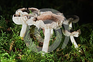 Tricholoma terreum, commonly known as the grey knight or dirty tricholoma.