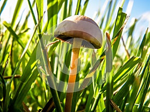 Tricholomataceae mushroom