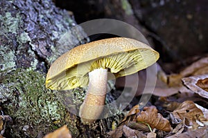 Tricholomopsis decora, commonly known as prunes and custard, is a species of gilled mushroom in the genus Tricholomopsis