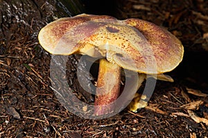 Tricholomopsis rutilans or Plums and Custard or Red-haired agaric mushrooms