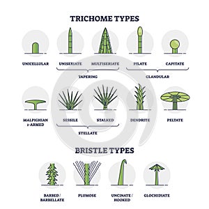 Trichome and bristle types comparison and division groups outline diagram