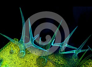 Trichomes of Arabidopsis thaliana