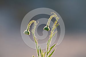 Trichomes on the stem of a wildflower with a bud, Calden forest,