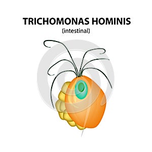 Trichomonas intestinal structure. Trichomoniasis. Urogenital infection. Infographics. Vector illustration on isolated background. photo