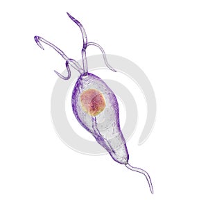 Trichomonas vaginalis protozoan