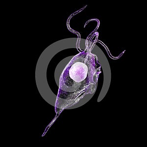 Trichomonas vaginalis protozoan