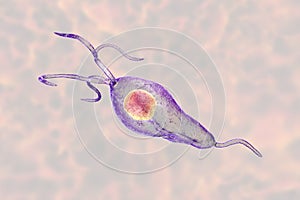 Trichomonas vaginalis protozoan