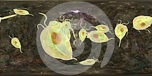 Trichomonas vaginalis protozoan, 360-degree spherical panorama