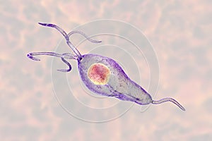 Trichomonas vaginalis protozoan photo