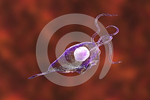 Trichomonas vaginalis protozoan photo