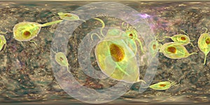 Trichomonas vaginalis protozoan, 360-degree spherical panorama photo