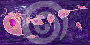 Trichomonas vaginalis protozoan, 360-degree spherical panorama