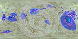 Trichomonas vaginalis protozoan, 360-degree spherical panorama photo